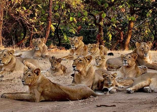 Sasan Gir